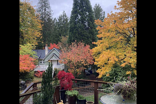 House sit in Shoreline, WA, US