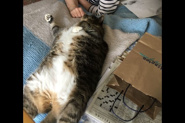 House sit in Medford, OR, US