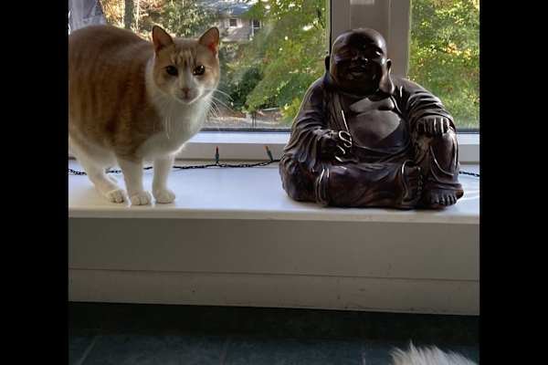 House sit in Newtown, CT, US