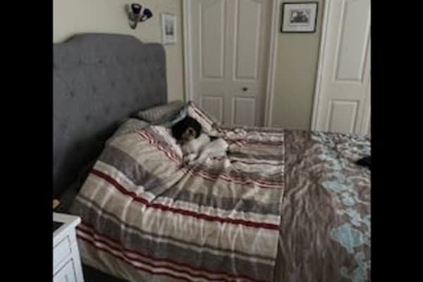 House sit in Penticton, BC, Canada