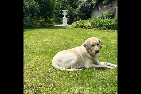 House sit in Ferney-Voltaire, France