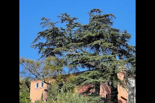 House sit in Alhambra, CA, US