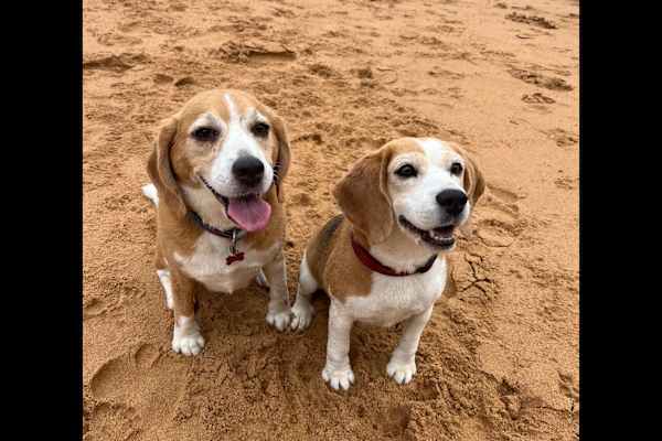 House sit in Sydney, NSW, Australia