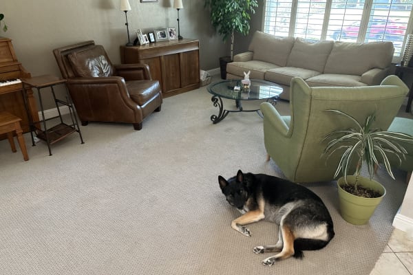 House sit in Danville, CA, US