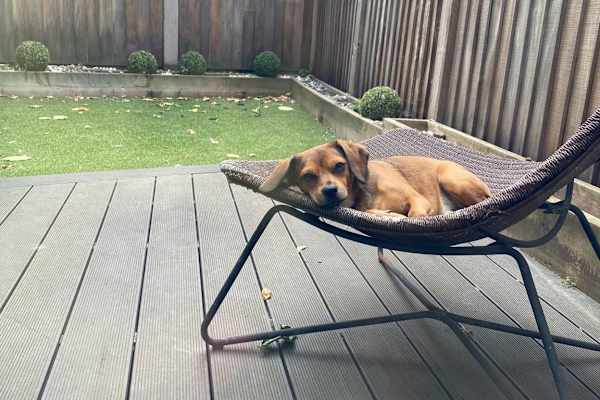 House sit in London, United Kingdom