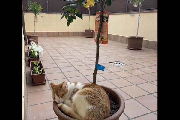 House sit in Navahondilla, Spain
