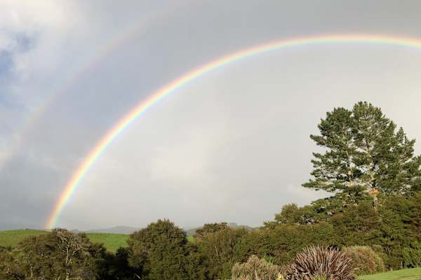 House sit in Hamilton, New Zealand