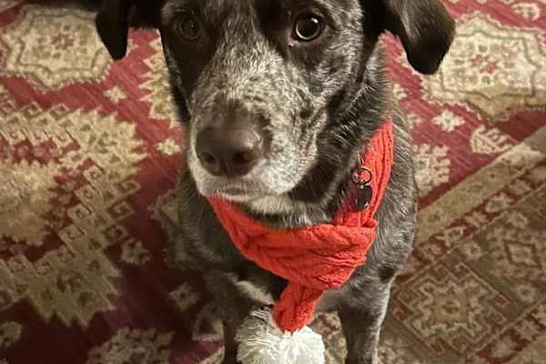 House sit in Lancaster, United Kingdom