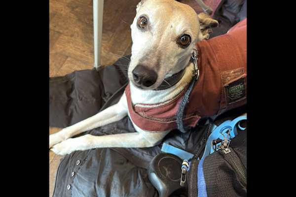 House sit in Claremorris, Ireland