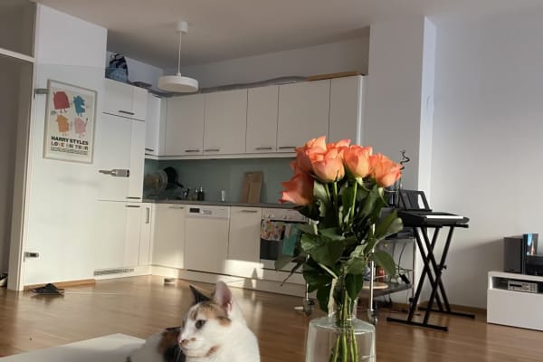 House sit in Vienna, Austria