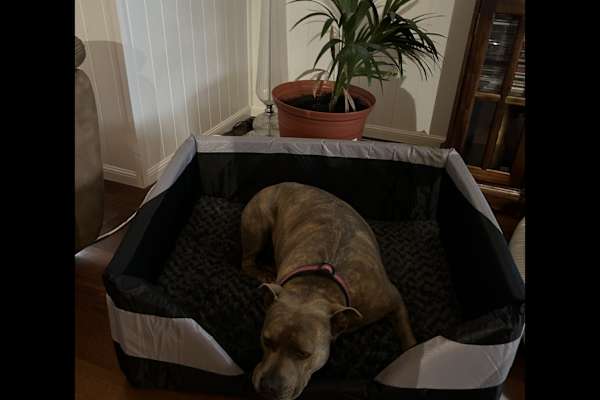 House sit in Hervey Bay, QLD, Australia