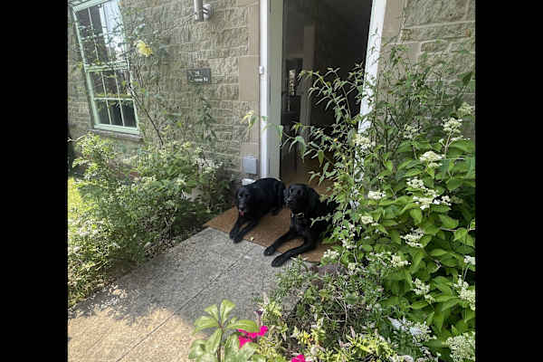 House sit in Shaftesbury, United Kingdom