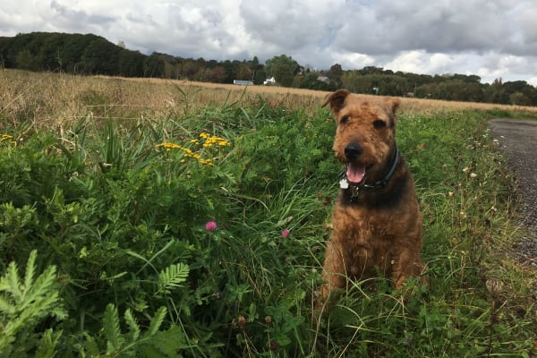 House sit in Wolfville, NS, Canada