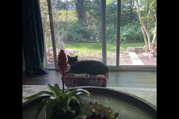 House sit in New Paltz, NY, US