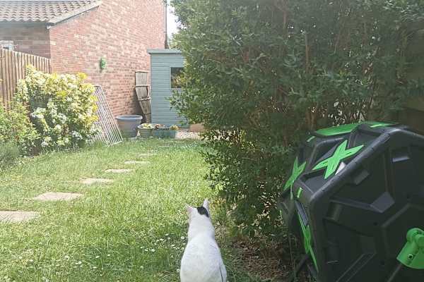 House sit in Newbury, United Kingdom