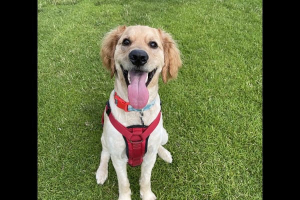 House sit in Phoenix, AZ, US