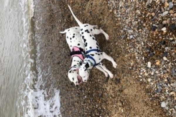 House sit in Llanmorlais, United Kingdom