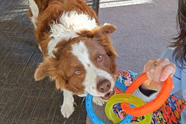 House sit in Central Coast, NSW, Australia