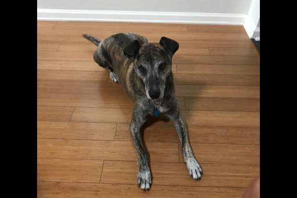 House sit in Claremont, CA, US