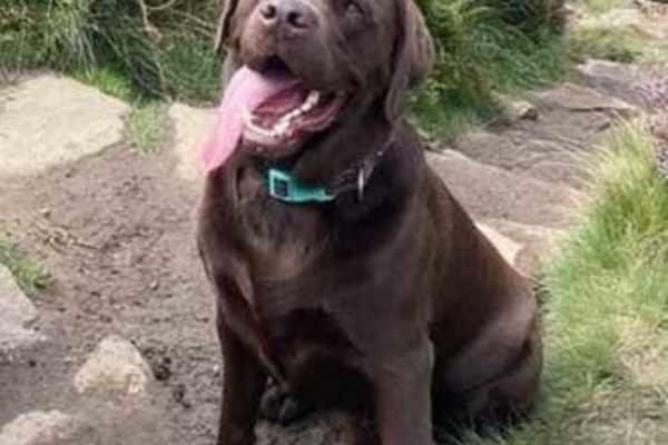 House sit in Stoke-on-Trent, United Kingdom
