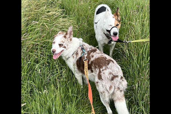 House sit in Breedon on the Hill, United Kingdom