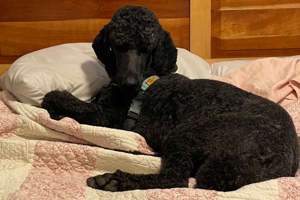 House sit in Northampton, MA, US