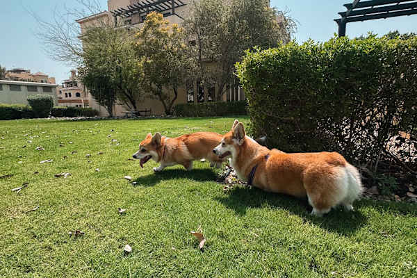 House sit in Dubai, United Arab Emirates