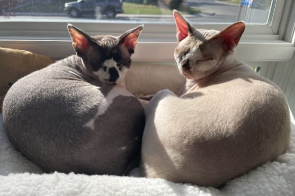 House sit in Calgary, AB, Canada