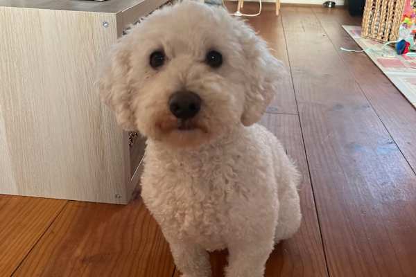 House sit in Utrecht, Netherlands