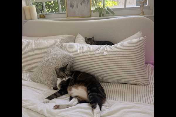 House sit in Fort Lauderdale, FL, US