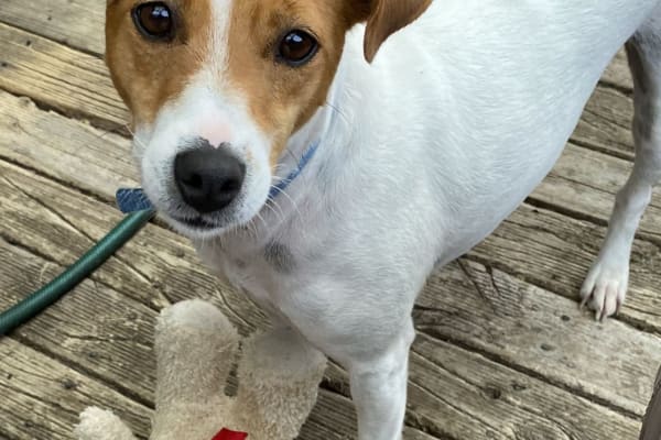 House sit in Tairua, New Zealand