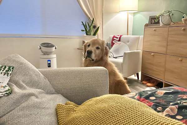 House sit in Sacramento, CA, US