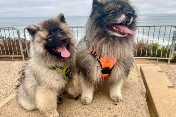 House sit in Carlsbad, CA, US