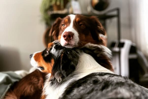 House sit in Lunenburg, NS, Canada