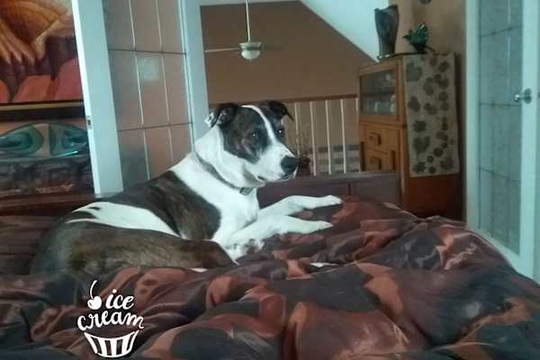 House sit in Sundre, AB, Canada