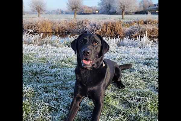 House sit in Sudbury, United Kingdom