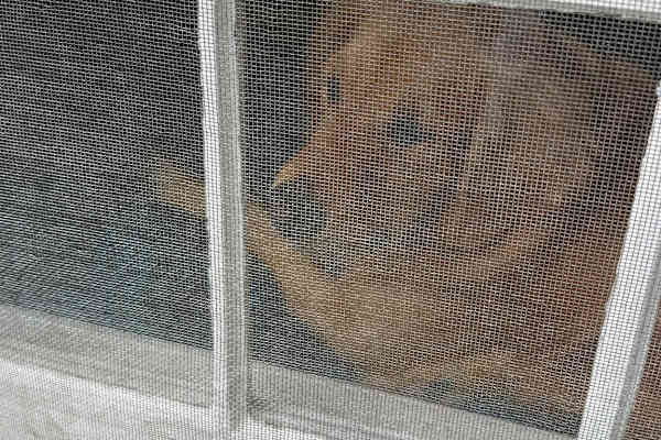 House sit in Montpelier, VT, US