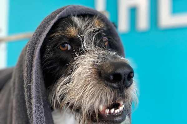 House sit in Walton-on-Thames, United Kingdom