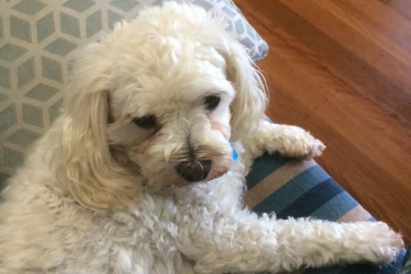 House sit in Mission Beach, QLD, Australia