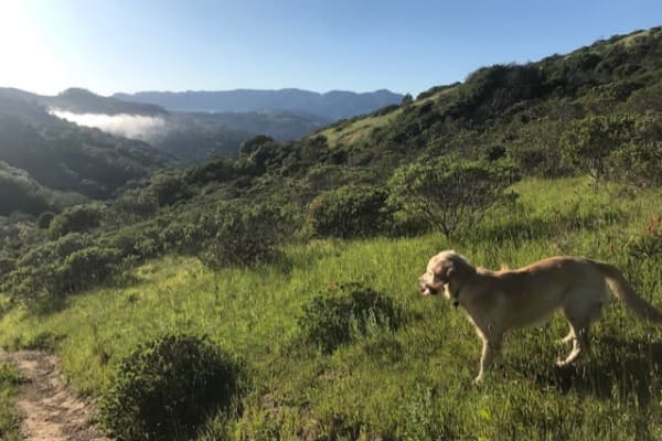 House sit in Mill Valley, CA, US