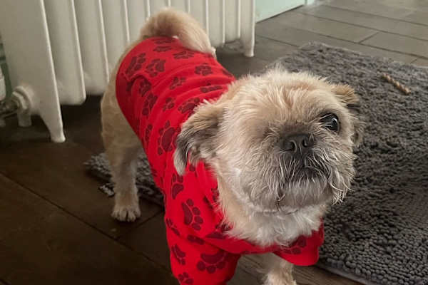 House sit in Barnard Castle, United Kingdom
