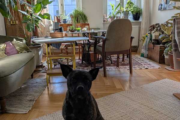 House sit in Usedom, Germany