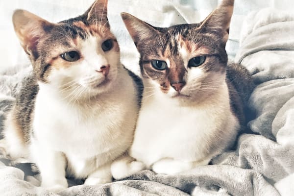 House sit in Uzès, France