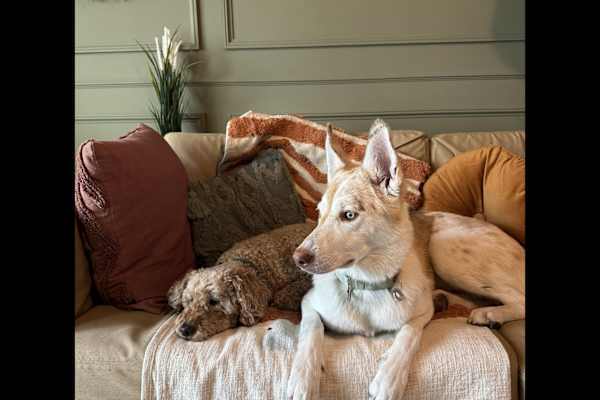 House sit in Aviemore, United Kingdom