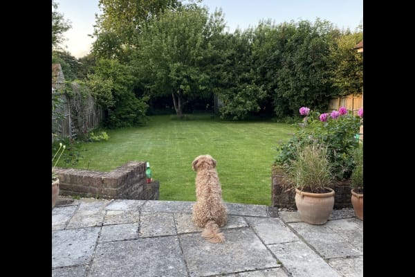 House sit in Checkendon, United Kingdom