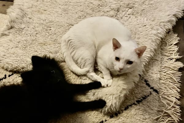 House sit in Wincanton, United Kingdom