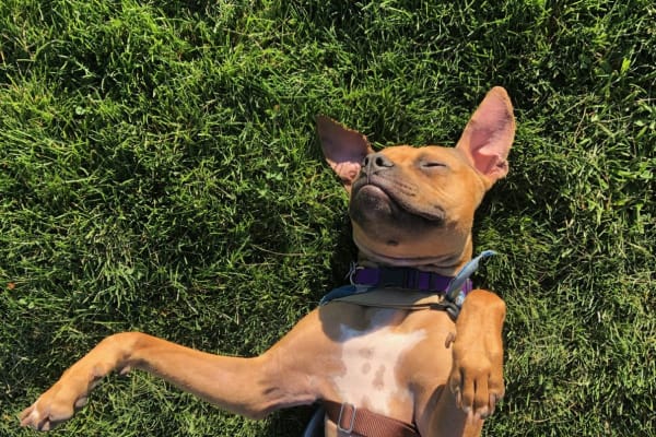 House sit in Encinitas, CA, US