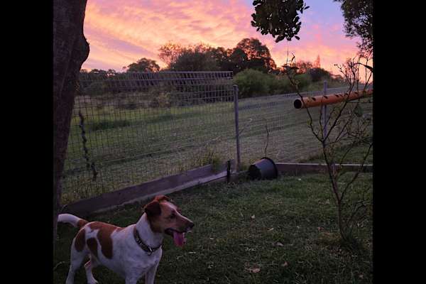 House sit in Windang, NSW, Australia