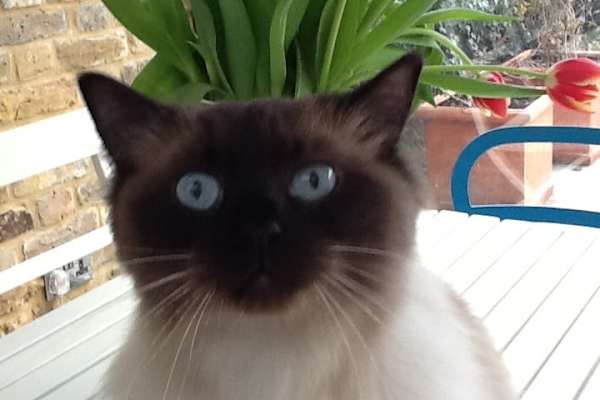 House sit in London, United Kingdom