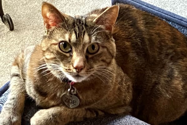 House sit in Silverthorne, CO, US